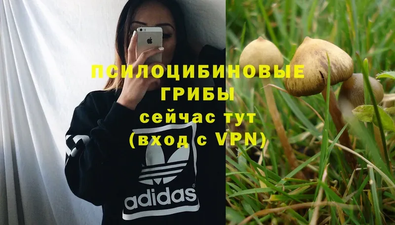 Псилоцибиновые грибы Psilocybe  Красноперекопск 